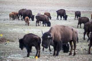 Pour tuer des bisons dans le parc de Grand Canyon, plus de 45.000 personnes se sont proposées en 2 jours