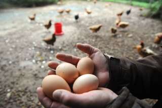 Comment les œufs de poules élevées en cage disparaissent de nos rayons
