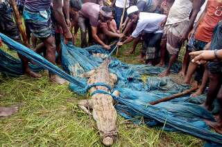 Au Bangladesh, capture d'un crocodile que l'on croyait éteint