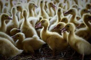 Un troisième élevage des Landes touché par la grippe aviaire