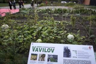 Des légumes oubliés français renaissent grâce à un institut russe