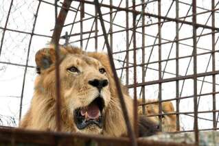 Un lion tue une jeune stagiaire dans un zoo aux États-Unis