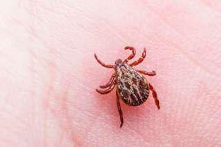 La maladie de Lyme, une erreur de diagnostic dans la plupart des cas