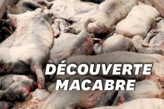 L214 dévoile les images de porcs en décomposition dans un élevage du Maine-et-Loire