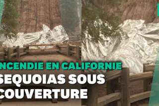 En Californie, des séquoias géants recouverts d'aluminium pour les protéger des incendies