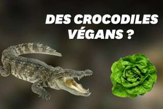 Les crocodiles ont aussi connu la mode vegan