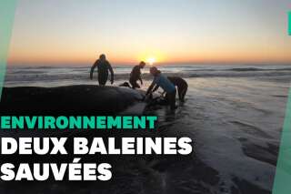 En Argentine, de plus en plus de baleines échouées sur les plages inquiètent