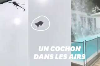 Un cochon jeté d’un hélicoptère atterri dans une piscine en Uruguay