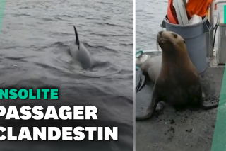 Au Canada, un lion de mer poursuivi par des orques trouve refuge sur un bateau