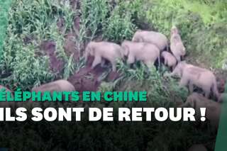 Le troupeau d’éléphants migrateurs en Chine revient à son point de départ