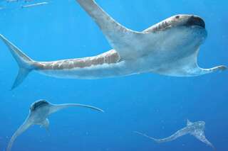 D'étranges requins aigles nageaient dans les mers du Crétacé
