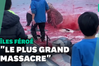 Aux îles Féroé, plus de 1400 dauphins tués lors d'une chasse traditionnelle