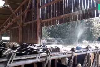 Canicule: ces éleveurs partagent leurs techniques pour rafraîchir leurs vaches