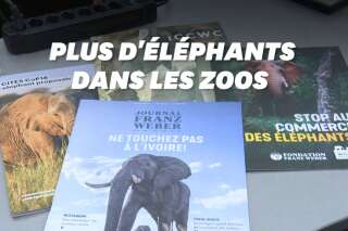 La vente d'éléphants pour la captivité est désormais interdite