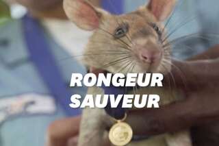 Ce rat géant a reçu une médaille d'or pour avoir sauvé des vies