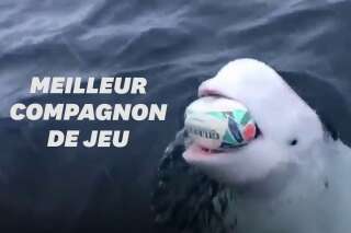 Ce beluga n'a rien à envier aux Sud-Africains champions du monde de rugby