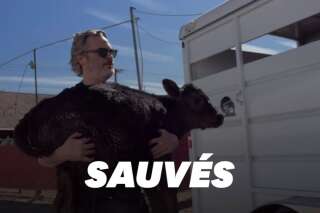 Joaquin Phoenix sauve une vache et son veau de l'abattoir, au lendemain des Oscars