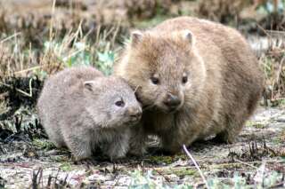 On sait pourquoi les wombats font des excréments en forme de carré