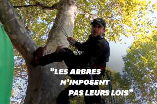 Contre l'abattage des arbres, Thomas Brail occupe un platane à Paris