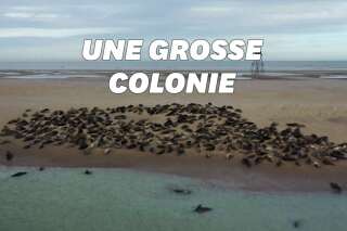 Les phoques font leur retour sur la Côte d’Opale près de Calais