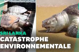 Naufrage du MV X-Press: au Sri Lanka, au moins 115 cadavres de tortues retrouvés