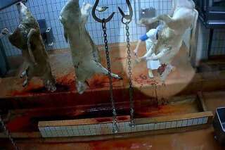Abattoir de Mauléon: Ouverture d'un nouveau procès de la maltraitance animale après des vidéos L214