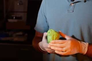 Des scientifiques recréent des truffes de chiens en 3D pour détecter des engins explosifs