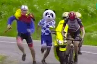 Critérium du Dauphiné: ce panda n'aurait pas dû poursuivre un coureur
