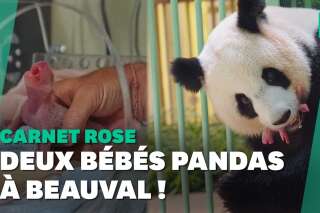 Zoo de Beauval: les jumeaux de la femelle panda Huan Huan sont nés