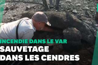 Incendie dans le Var: opération de sauvetage de tortues dans une réserve naturelle