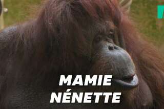 L'orang-outan Nénette du Jardin des Plantes va fêter ses 50 ans