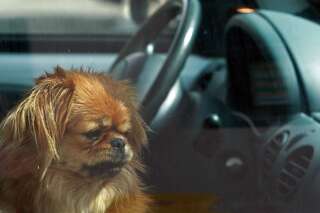 Canicule: a-t-on le droit de briser la vitre d'une voiture pour sauver un animal?