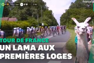 Tour de France: ce lama en bord de route n'est pas passé inaperçu