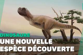 Un gigantesque dinosaure découvert en Espagne