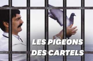 Au Brésil, des pigeons transportent de la drogue en prison