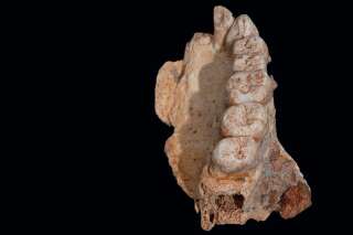 Ce fossile nous apprend que l'Homme a quitté l'Afrique bien plus tôt que ce que l'on pensait