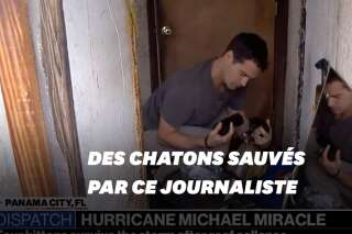 Blessés dans l'ouragan Michael, ces chatons sont secourus par un reporter