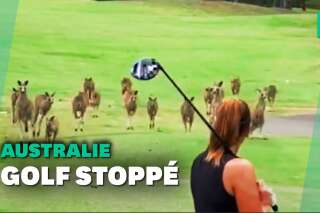 En Australie, une bande de kangourous envahit un parcours de golf