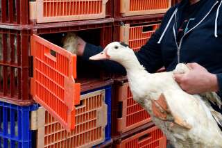Grippe aviaire: l'abattage désormais autorisé dans 5 départements