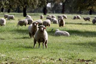En Nouvelle-Zélande, on élève des moutons qui pètent et rotent moins