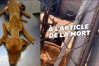 Des dizaines de chiens affamés sauvés d'une ferme de l'horreur en Espagne