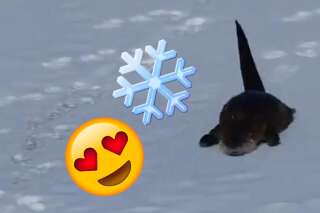 Connaissez-vous plus heureux que cette adorable petite loutre qui glisse dans la neige?