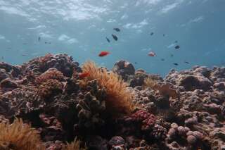 Seulement 2% de la Grande Barrière de Corail a échappé au blanchiment
