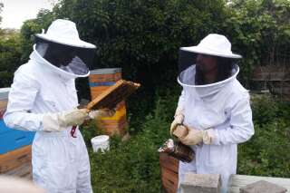Une formation d'apiculteur, un nouvel espoir pour ces migrants à Paris