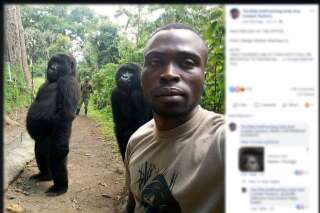 Le selfie de ces gorilles avec un ranger cache une dure réalité