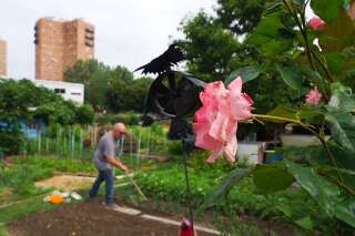 JO 2024: À Aubervilliers, les jardins ouvriers réhabilités après l'abandon du projet de solarium