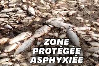Les images de milliers de poissons protégés morts asphyxiés en Grèce