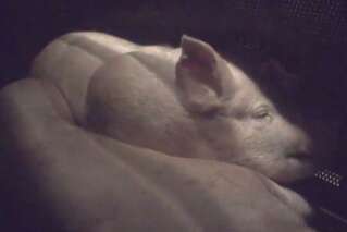 L214 dénonce la souffrance des porcs étourdis au gaz dans un abattoir des Yvelines