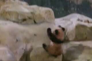 Plus de peur que de mal pour le bébé panda du zoo de Beauval