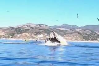 Cette vidéo d'une baleine qui manque d'avaler deux kayakistes semble sortie de 